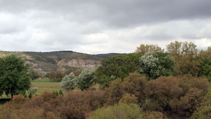 Vegetación de ribera en el Parque Regional del Sureste / COMUNIDAD DE MADRID