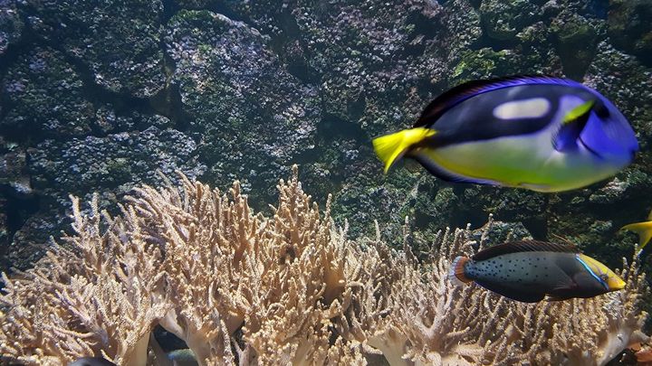 Acuario / Europa Press