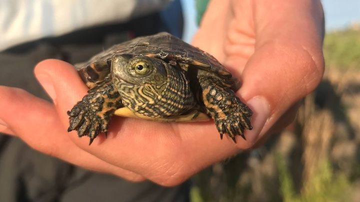 Tortugas de agua / Europa Press