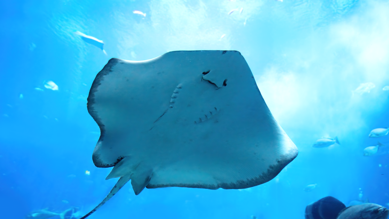 Dos nuevos inquilinos han llegado al Atlantis Aquarium Madrid