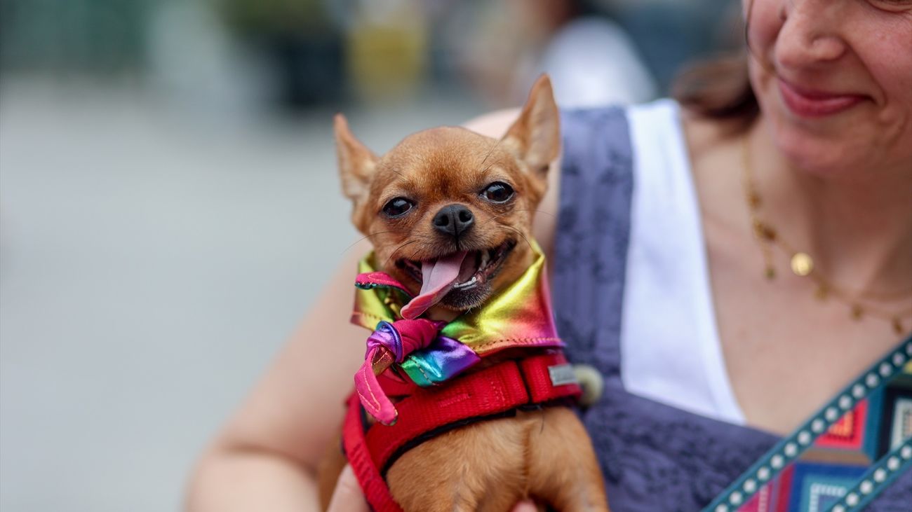 Desfile 'Plumas y patitas' en Chueca durante el Orgullo 2024