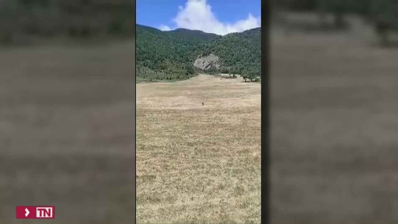 Así esquían en la sierra en pleno verano: hierba, en lugar de nieve
