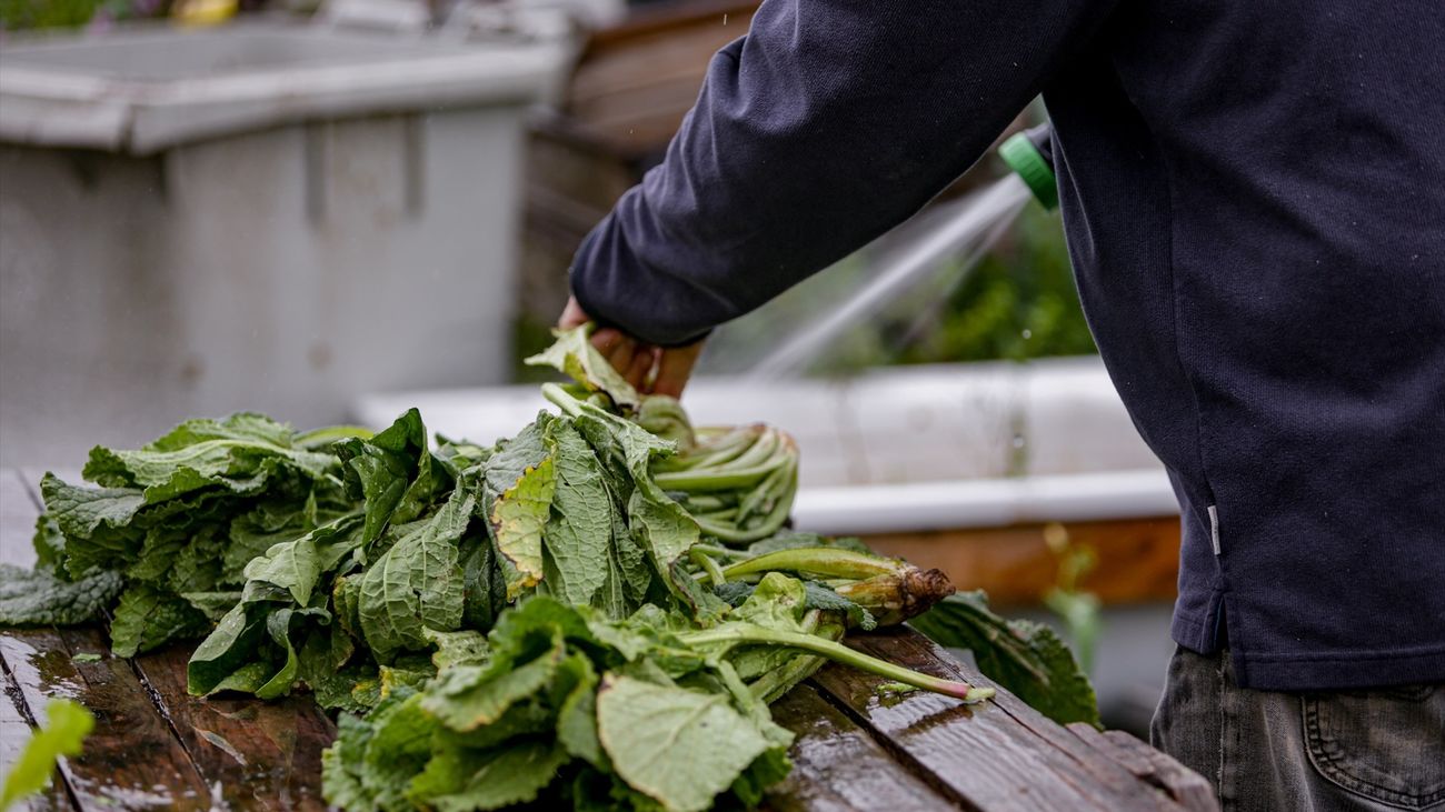 Huerto urbano en la Comunidad de Madrid