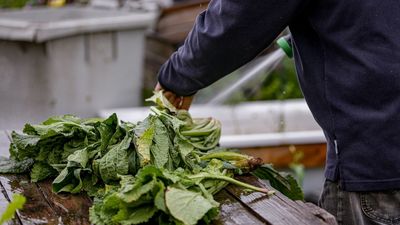 La Comunidad de Madrid ofrece 240 huertos para cultivos ecológicos en San Fernando de Henares