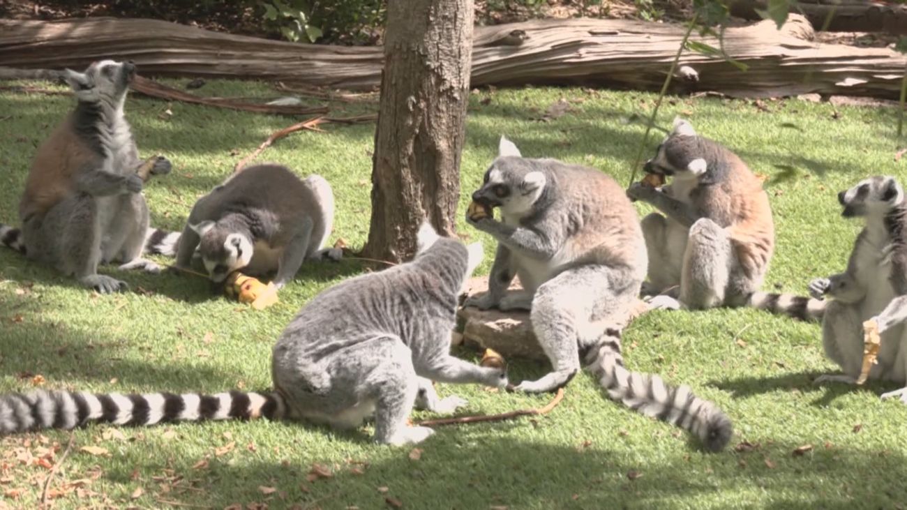 Faunia abre su campamento de verano