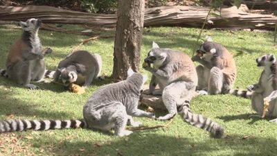 Faunia abre su campamento de verano