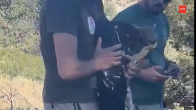 Agentes forestales devuelven una cría de águila real al nido del que cayó hace días