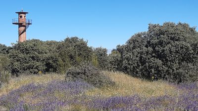 Un juzgado suspende de forma cautelar las obras de la urbanización en el bosque Montegancedo en Pozuelo