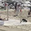 Perros en la playa, toma nota de las localidades españolas que lo permiten