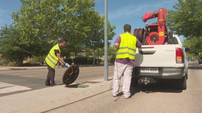 Paracuellos inicia un plan antiplagas ante el aumento de cucarachas americanas