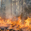 Estas son las multas y penas por provocar un incendio forestal