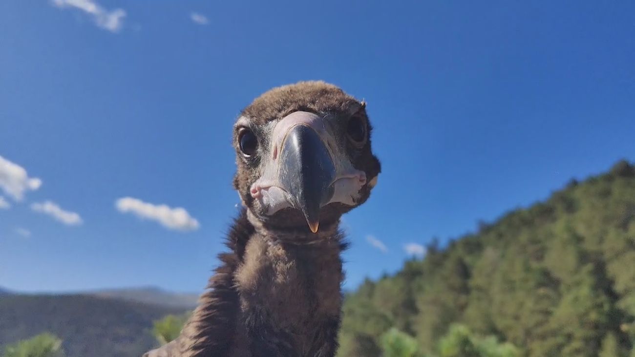 Arranca el anillamiento a crías de buitre negro en Rascafría