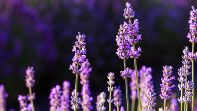 El Festival de Lavanda, en Brihuega