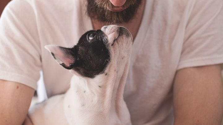 Cuidadores de mascotas / ARCHIVO