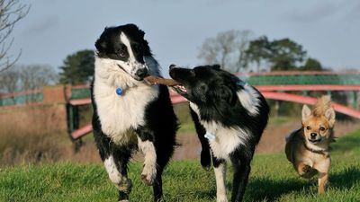 Las Rozas fomenta el acceso de las mascotas a los comercios