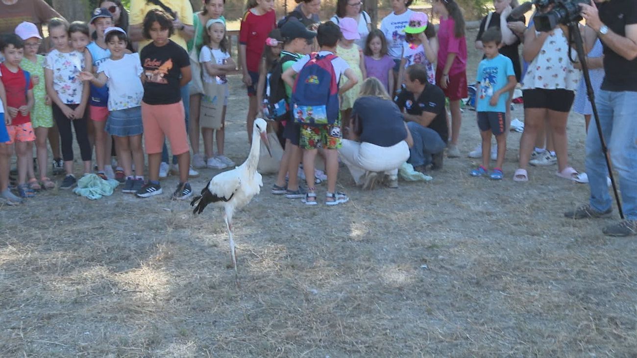 Alcalá de Henares suelta 17 cigüeñas tras ser tratadas en el Hospital de Fauna Salvaje de GREFA