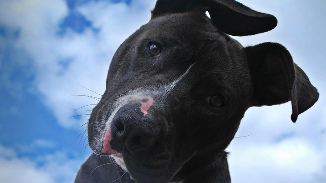 Los perros ‘potencialmente peligrosos’ dejarán de tener esa consideración si superan una prueba de aptitud