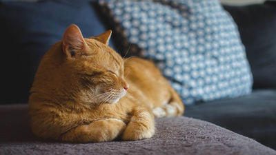 Adopción de mascotas: ¿Cuál es el proceso y dónde acudir?