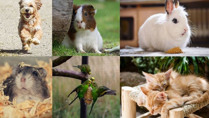 Mascotas / telemadrid