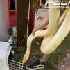 Esta pitón de 16 kilos servía de animación en una conocida terraza de Madrid
