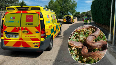 Un hombre entra en shock anafiláctico tras ser mordido por una víbora en su casa de Valdemorillo