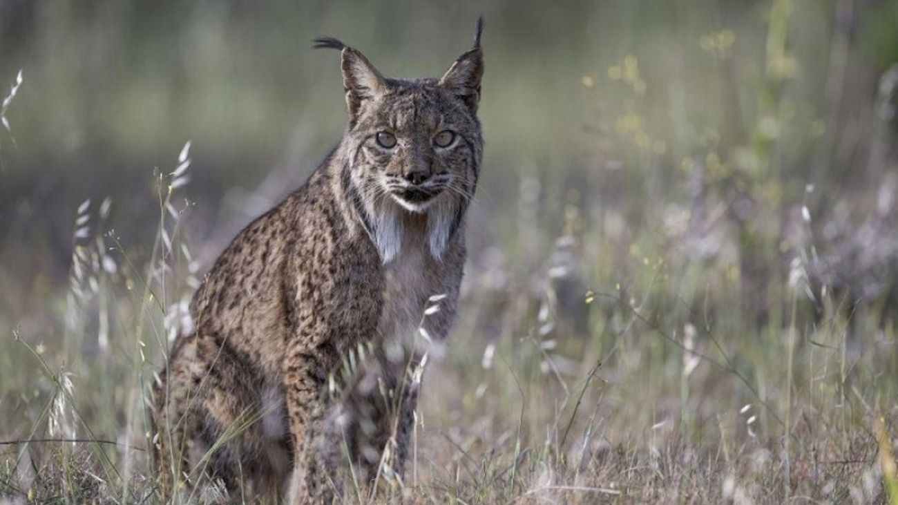 El lince ibérico volverá a Madrid: se reintroducirá en el monte del Pardo