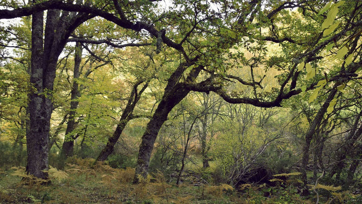 Hayedo de Montejo de la Sierra / EUROPA PRESS