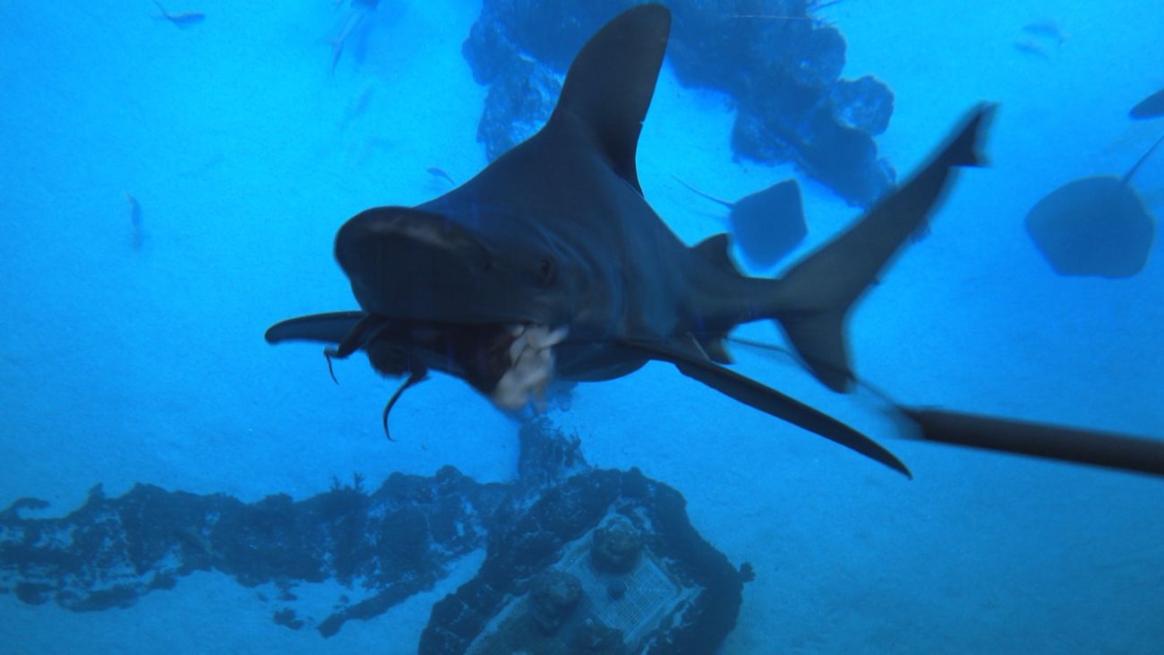 Esto es lo que comen los tiburones