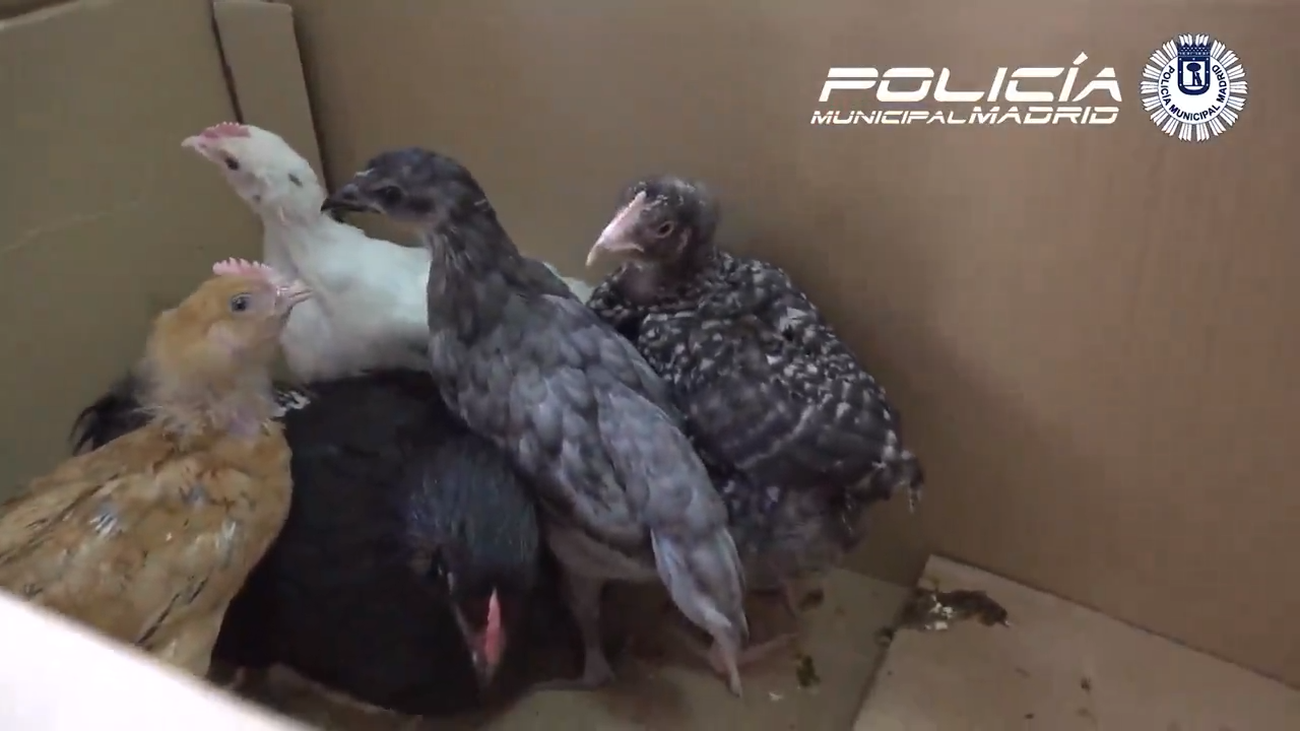 Investigada por maltrato animal la encargada de una santería en Tetuán que pretendía sacrificar al menos 5 gallos