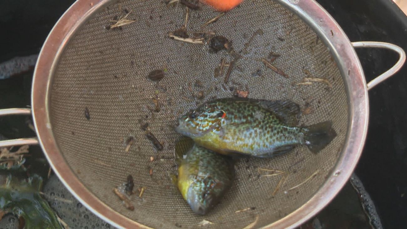 La Comunidad intenta frenar la extensión de especies invasoras en Madrid