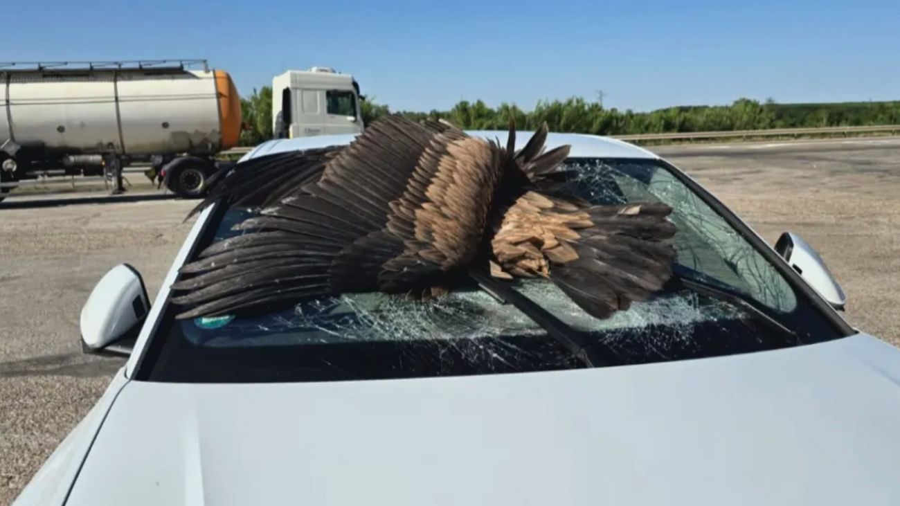 Una familia termina en el hospital tras el choque de un buitre contra el parabrisas de su coche en Zaragoza