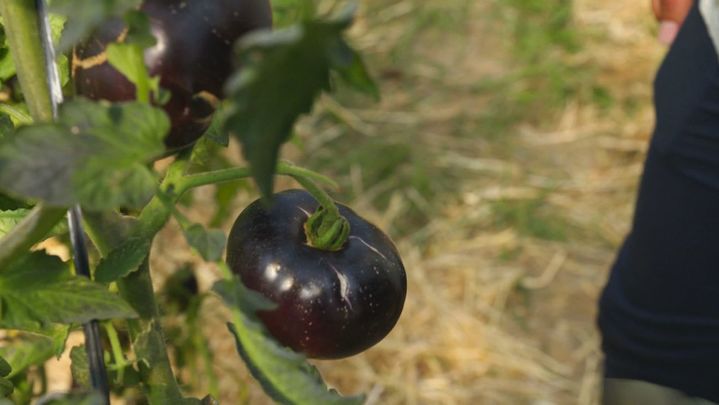 Tomate negro / REDACCION