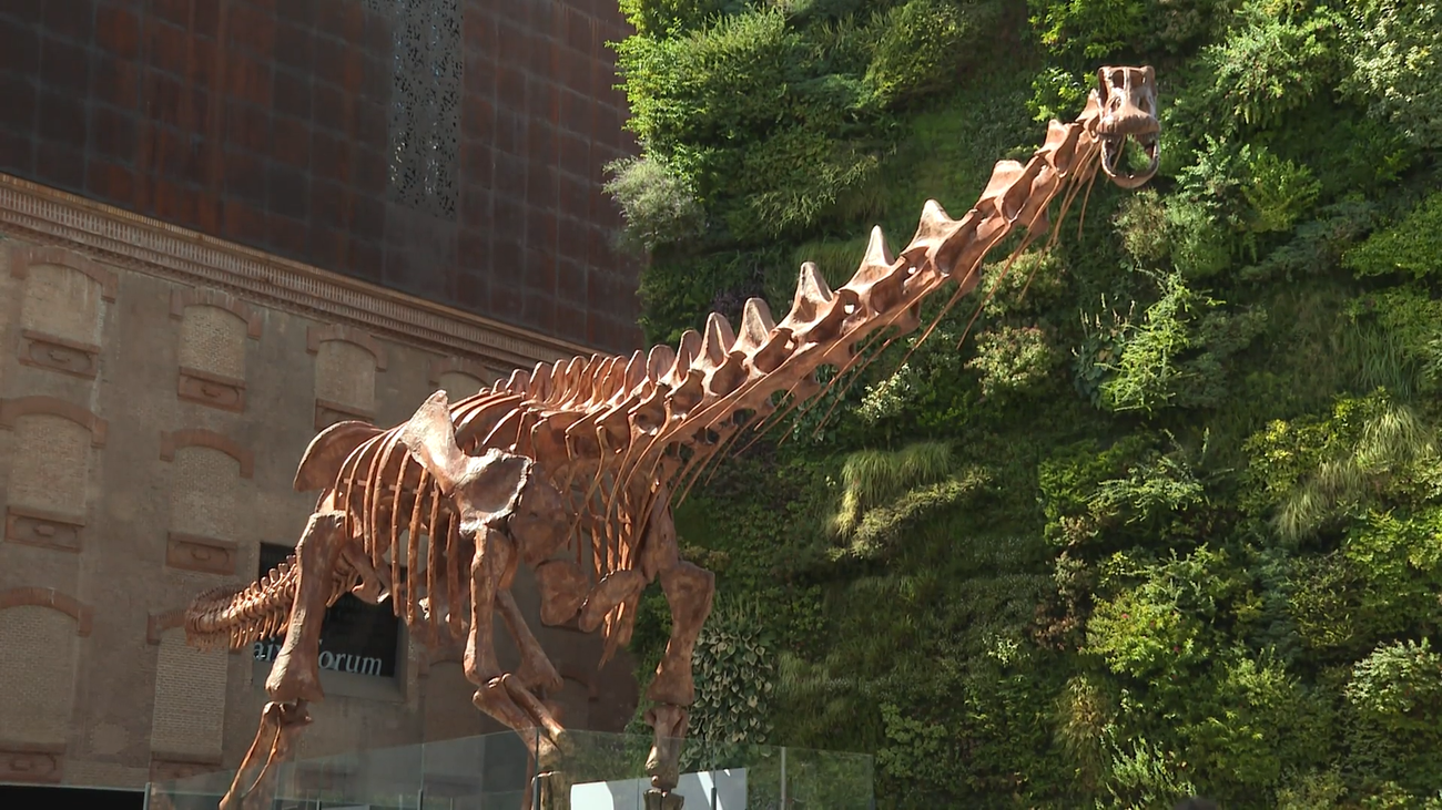 El CaixaForum Madrid muestra una réplica del esqueleto del mayor dinosaurio conocido que ha pisado el planeta