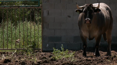 Los bueyes bazadaise en peligro de extinción