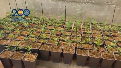 Desarticulada en Madrid un grupo criminal dedicado al envío de marihuana a través de empresas de paquetería