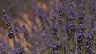 Un mar violeta en Pezuela de las Torres