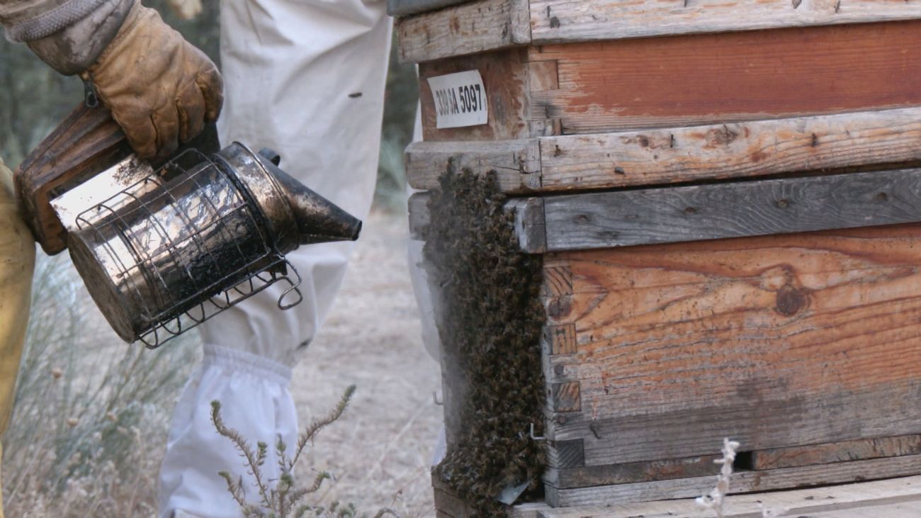 La trashumancia en la apicultura