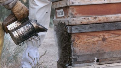 La trashumancia en la apicultura