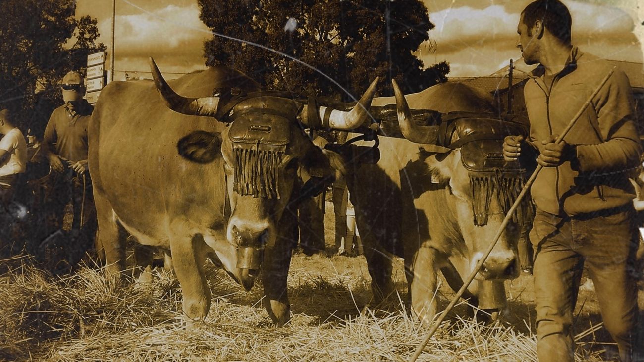 Todas las fiestas y tradicionales de la Sierra Norte de Madrid en un cuaderno digital