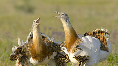 Inteligencia Artificial para salvar los sisones y avutardas en los campos de España