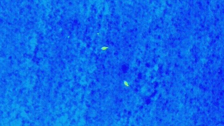 Imagen térmica captada desde un dron de dos aves camufladas / SEO/Birdlife