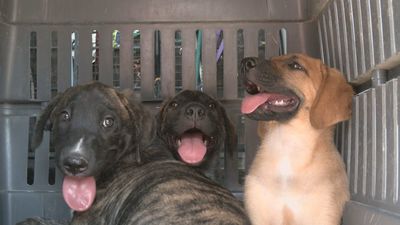 Abandonan cuatro cachorros de mastín en San Martín de la Vega