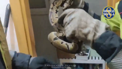 ¿Qué hace esta serpiente en mi cama?