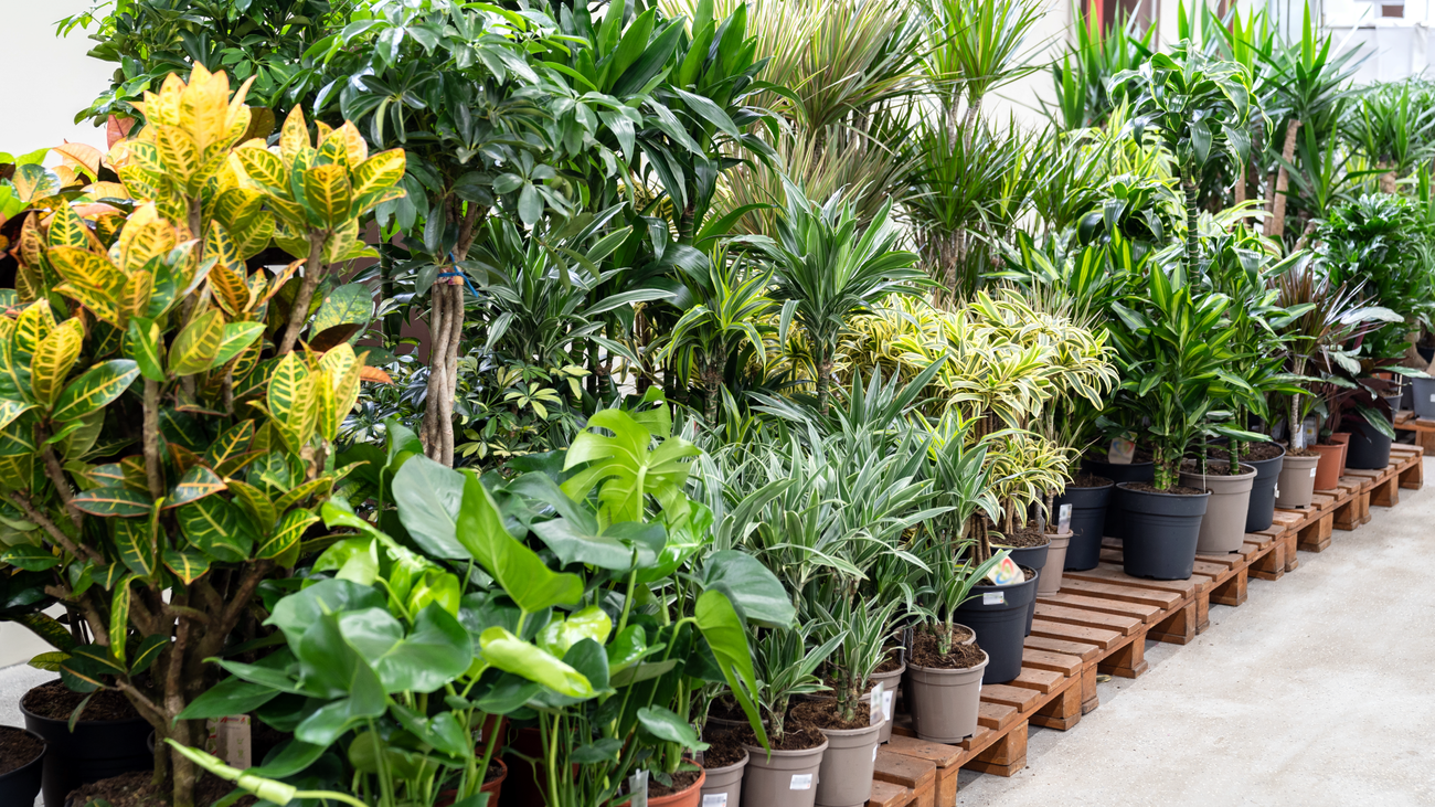 Cómo regar las plantas en vacaciones