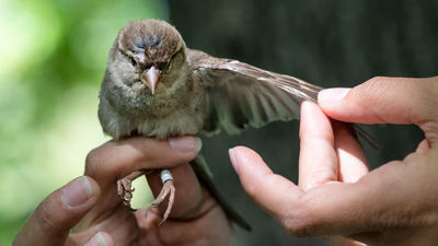 ¿Te apetece anillar aves en el Real Jardín Botánico de Madrid?