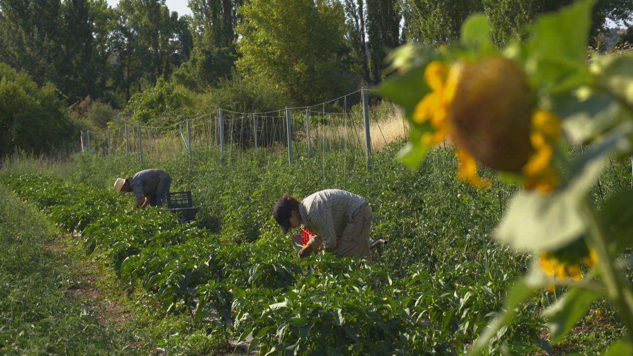 En Torremocha del Jarama se encuentra uno de los huertos más grandes de Madrid