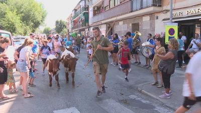Los festejos taurinos regresan a Pinto con su tradicional bueyada
