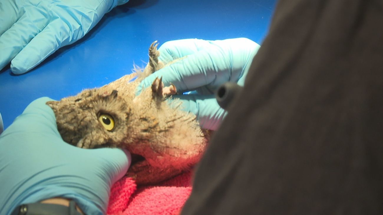 El CRAS de la Comunidad de Madrid atiende a 4.700 animales silvestres heridos en lo que va de año