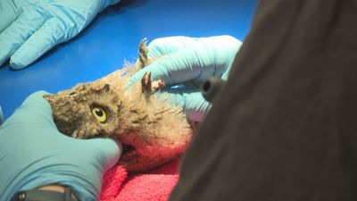 El CRAS de la Comunidad de Madrid atiende a 4.700 animales silvestres heridos en lo que va de año