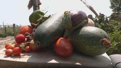 Alquiler de huertos urbanos en Torrejón de la Calzada